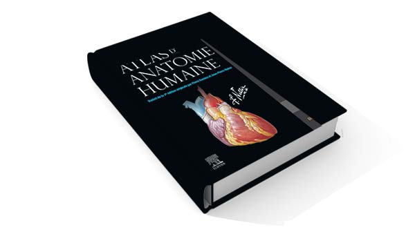 Featured image of post Le Netter Anatomie Ce module d anatomie est consacr l anatomie du syst me nerveux central et plus toutes les illustrations sont originales et dessin es par le dr